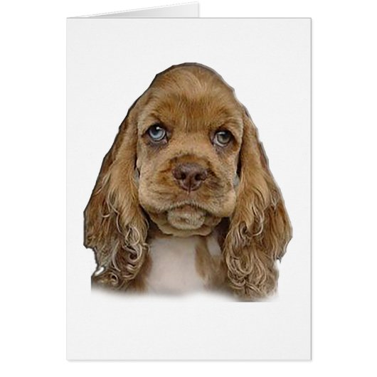 Cocker spaniel cards (Front)