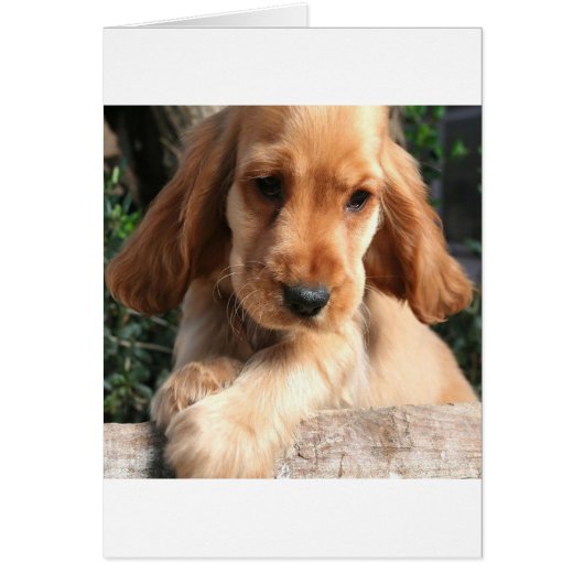 CoCKER SPANiEL Cards (Front)