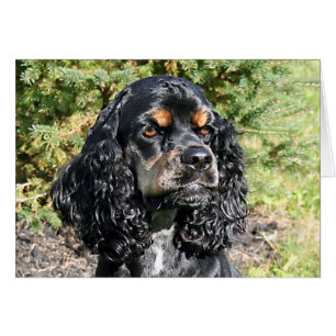 Cocker Spaniel Cards