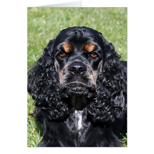 Cocker Spaniel Cards (Front)