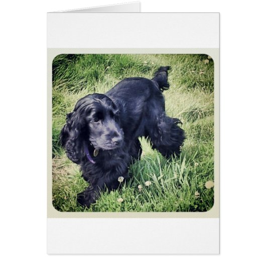 Cocker Spaniel Cards (Front)