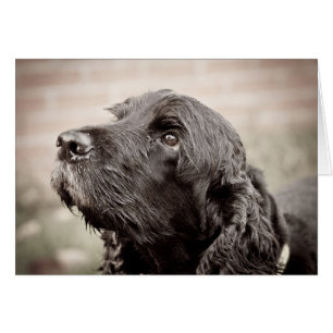 Cocker Spaniel Cards