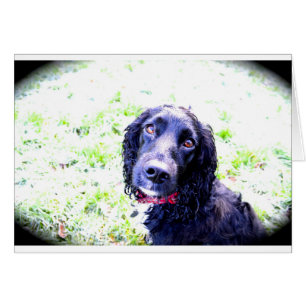 Cocker Spaniel Cards