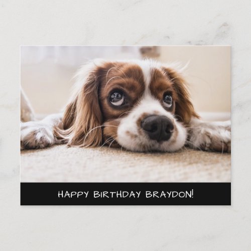 Cocker Spaniel Cavalier Birthday Postcard