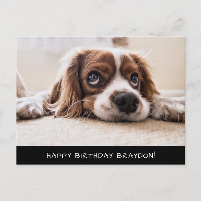 Cocker Spaniel Cavalier Birthday Postcard (Front)
