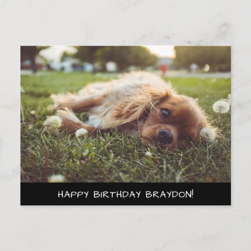 Cocker Spaniel Cavalier Birthday Postcard