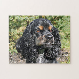 Cocker Spaniel Close-Up 2 Jigsaw Puzzle