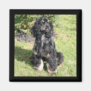 Cocker Spaniel Color Photo Magnet