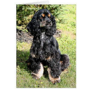 Cocker Spaniel Color Sketch Cards
