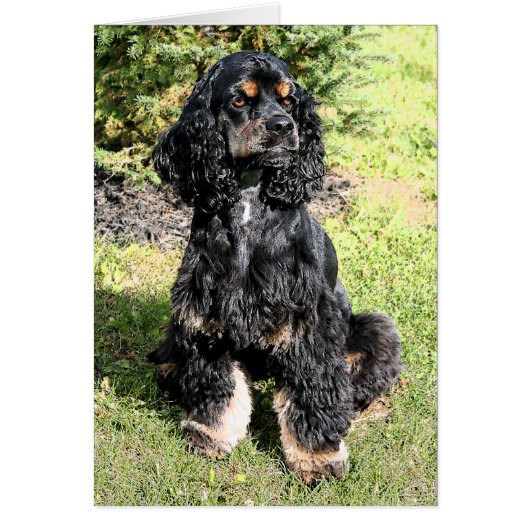 Cocker Spaniel Color Sketch Cards (Front)