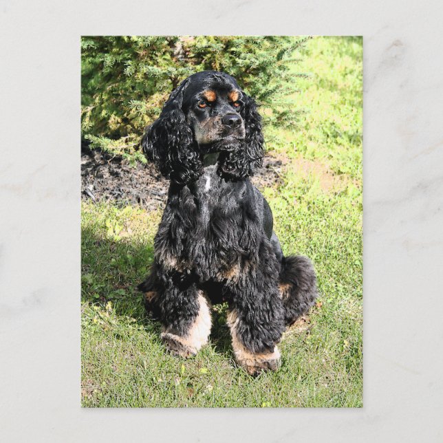 Cocker Spaniel Color Sketch Postcard (Front)