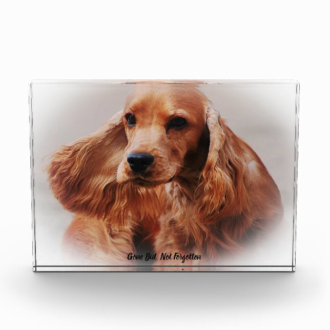 Cocker Spaniel Dog. Acrylic Award (Front)