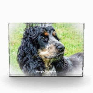 Cocker Spaniel Dog. Acrylic Award