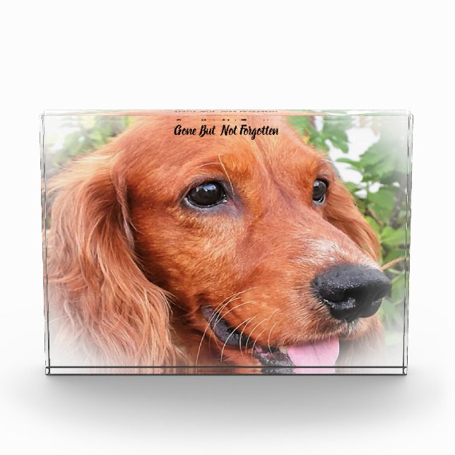 Cocker Spaniel Dog. Acrylic Award (Front)