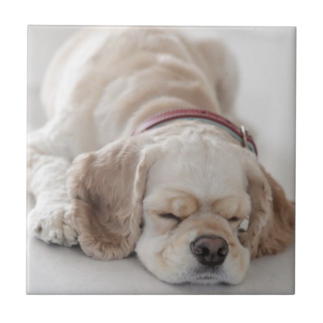 Cocker spaniel dog sleeping ceramic tile (Front)