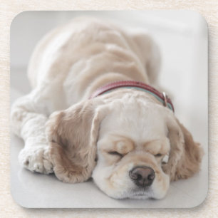 Cocker spaniel dog sleeping drink coaster