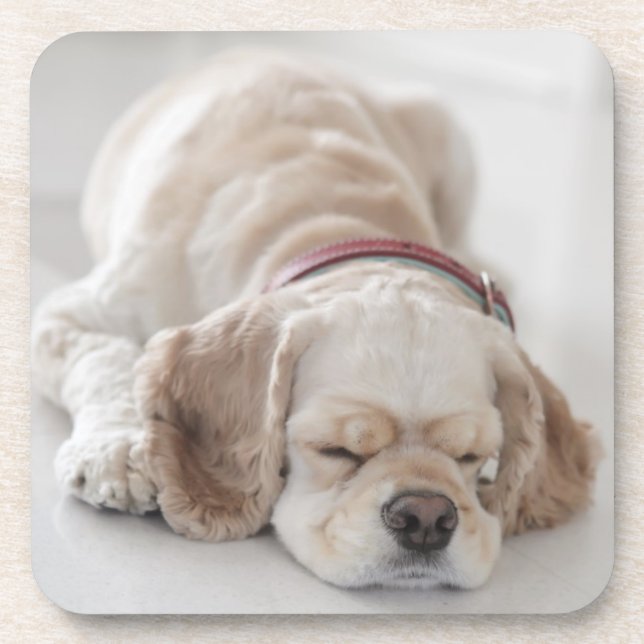 Cocker spaniel dog sleeping drink coaster (Front)