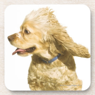 Cocker Spaniel Drink Coaster