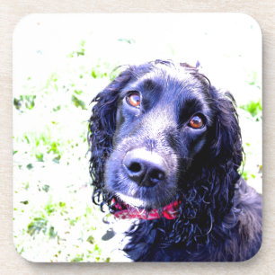 Cocker Spaniel Drink Coaster