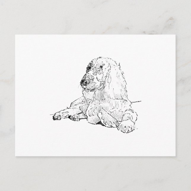 Cocker Spaniel Line Drawing Art Dog  Postcard (Front)