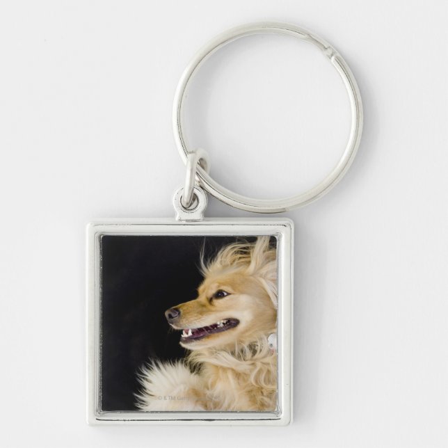 cocker spaniel mix on its back keychain (Front)