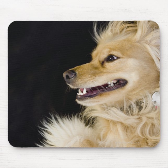 cocker spaniel mix on its back mouse pad (Front)