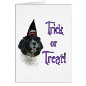 Cocker Spaniel (parti) Trick (Front)