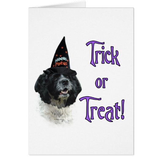 Cocker Spaniel (parti) Trick Cards (Front)