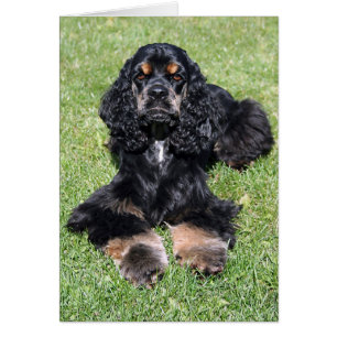 Cocker Spaniel Photo