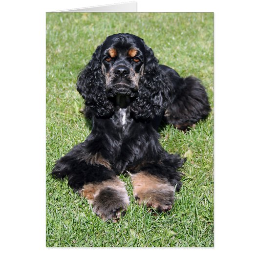 Cocker Spaniel Photo (Front)