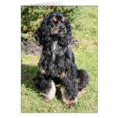 Cocker Spaniel Photo (Front)