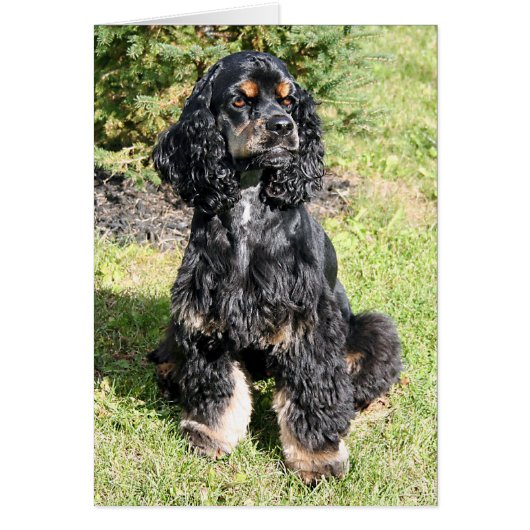 Cocker Spaniel Photo (Front)