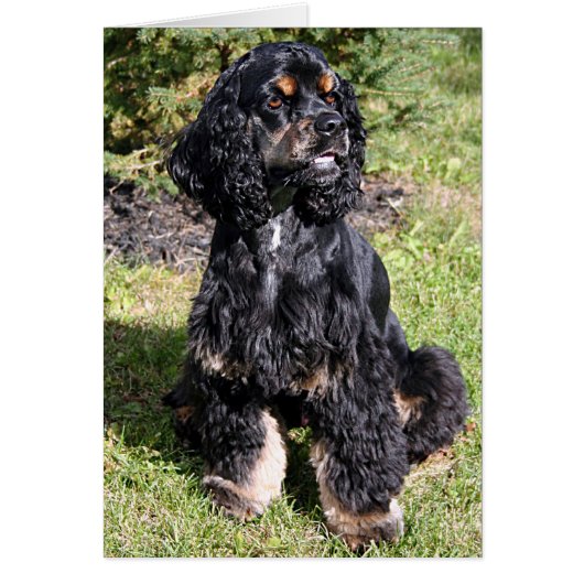 Cocker Spaniel Photo (Front)