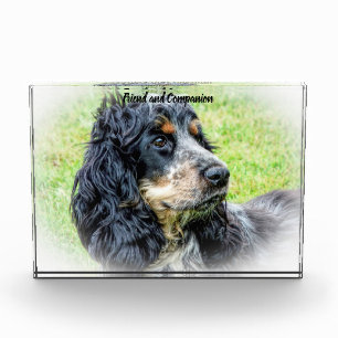 Cocker Spaniel. Photo Block