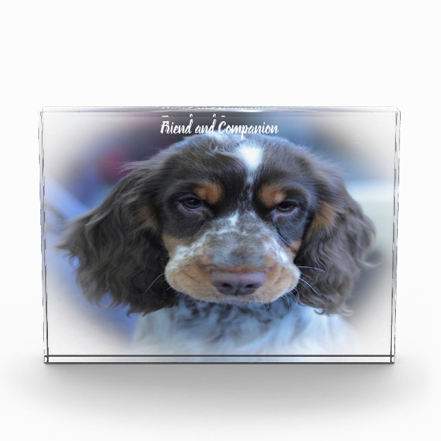 Cocker Spaniel. Photo Block (Front)