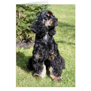 Cocker Spaniel Photo Cards