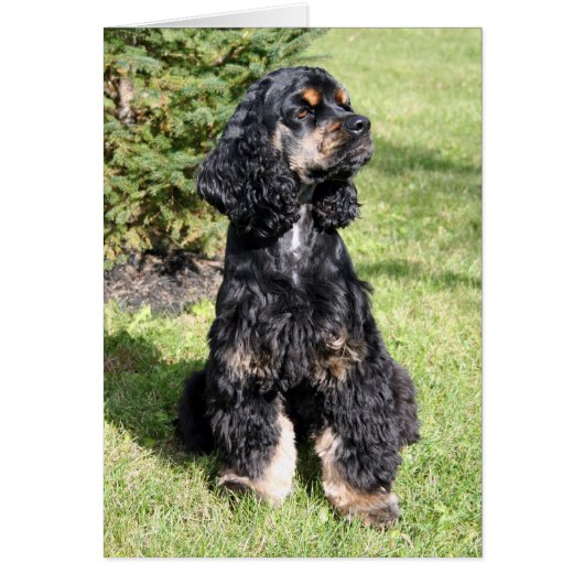 Cocker Spaniel Photo Cards (Front)