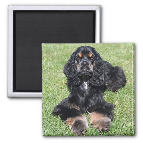 Cocker Spaniel Photo Magnet