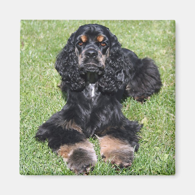 Cocker Spaniel Photo Magnet (Front)