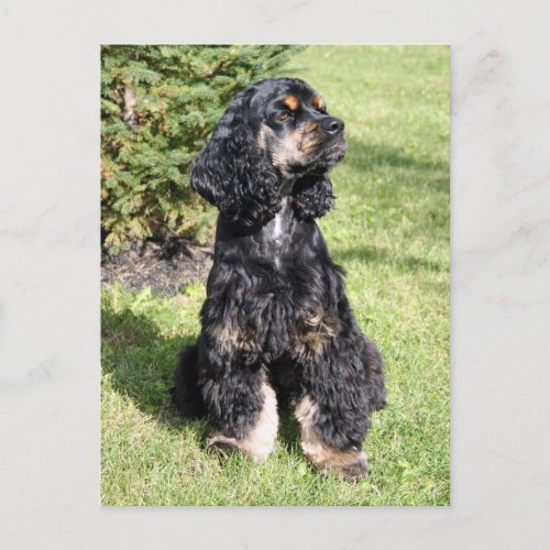 Cocker Spaniel Photo Postcard