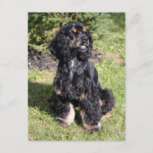 Cocker Spaniel Photo Postcard