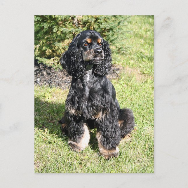 Cocker Spaniel Photo Postcard (Front)