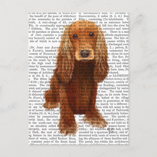Cocker Spaniel Plain Postcard (Front)