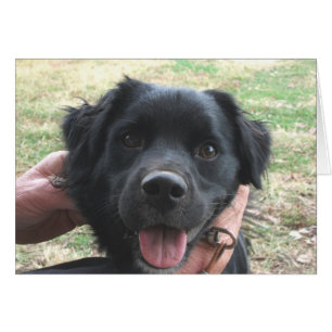 Cocker Spaniel Poses for Camera Cards
