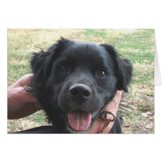 Cocker Spaniel Poses for Camera Cards (Front Horizontal)