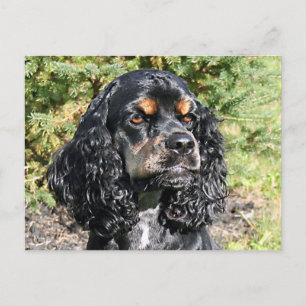 Cocker Spaniel Postcard