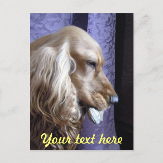 Cocker Spaniel Postcard (Front)
