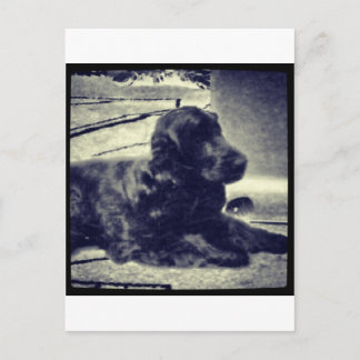 Cocker Spaniel Postcard