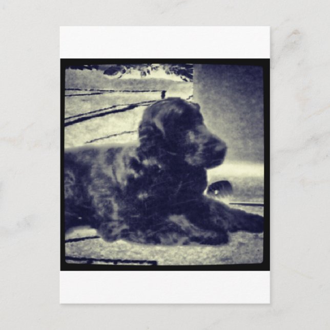 Cocker Spaniel Postcard (Front)