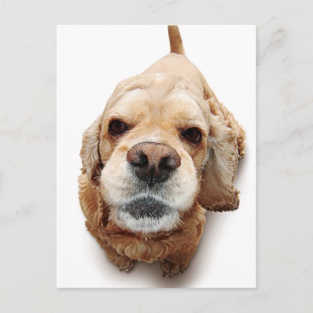 Cocker Spaniel Postcard (Front)